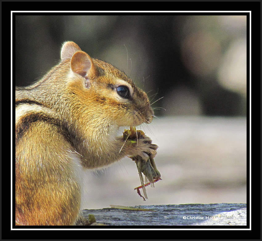 Chippie with meal