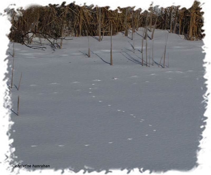 Fox tracks on pond