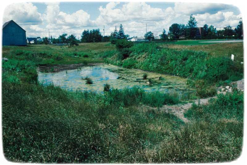 Amphibian Pond, 1993