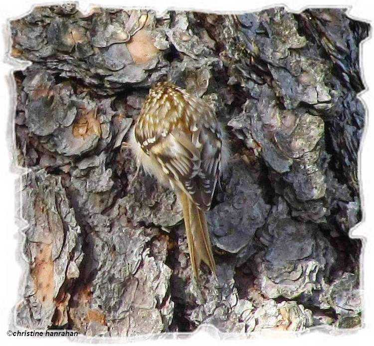 Brown creeper