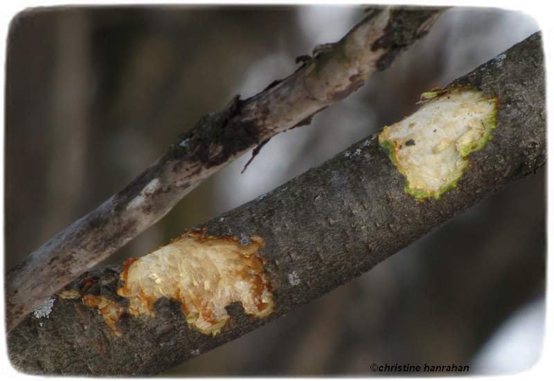 Nibbles on sumac