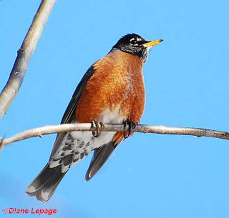 American robin