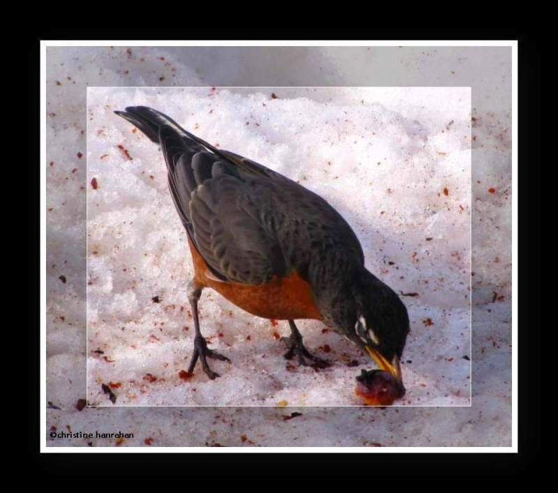 American robin eating wild plums