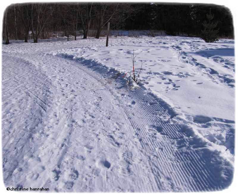 Old Field