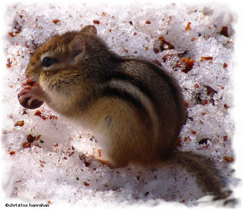 Chipmunk