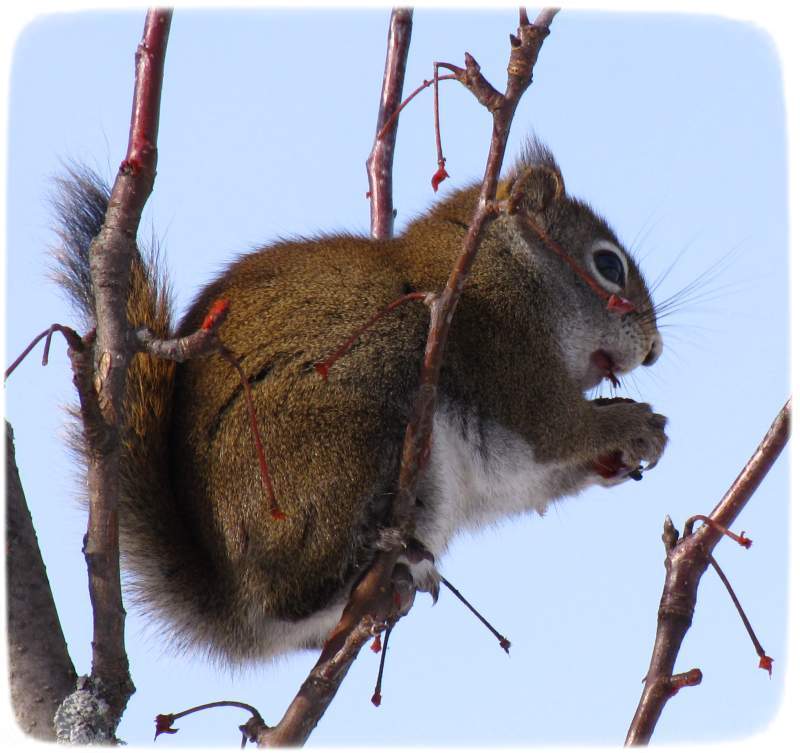 Red squirrel with plum