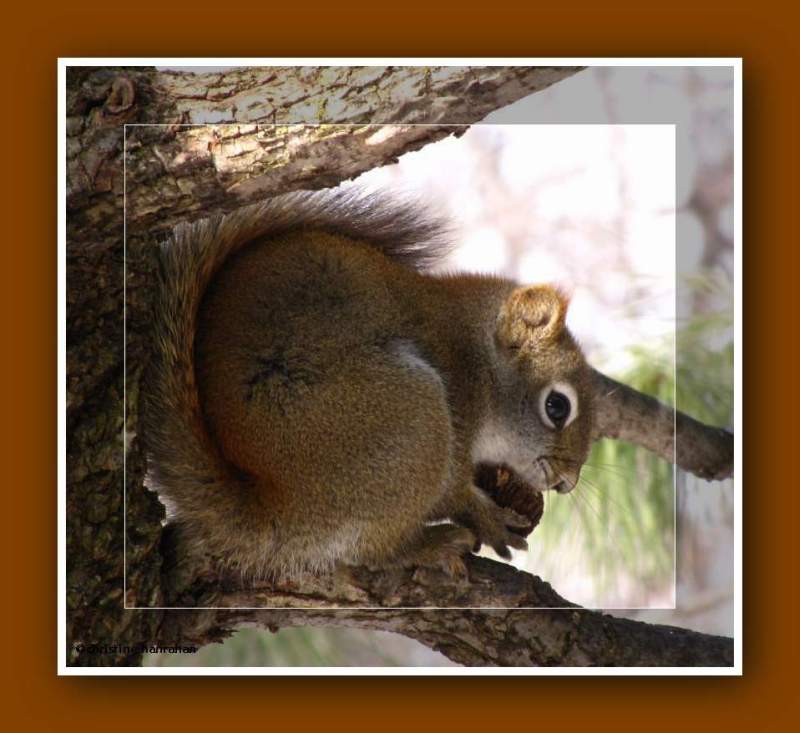 Red squirrel with walnut