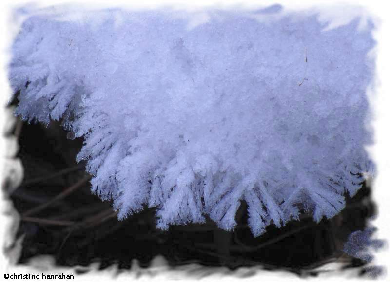 Ice crystals by the pond