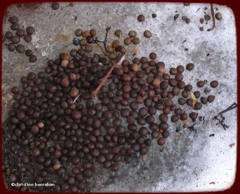Rabbit scat