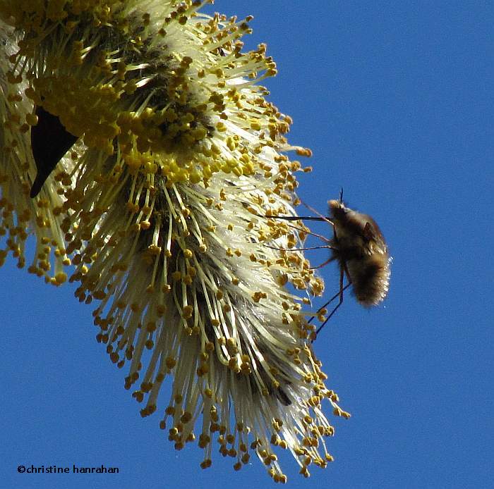 Beefly (Bombylius sp.)