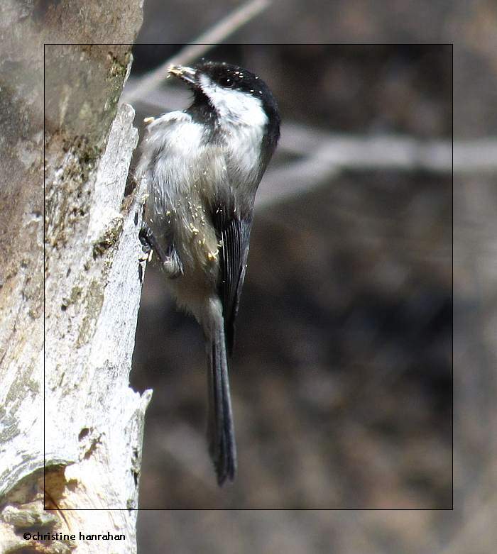 Black-capped chickadee