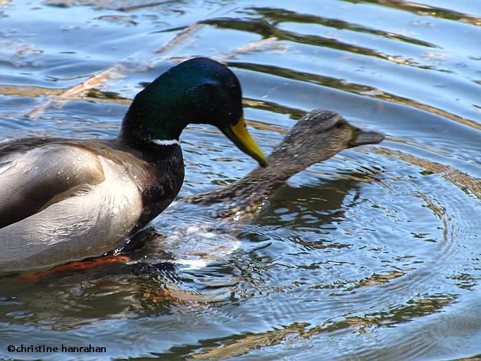 Mating mallards