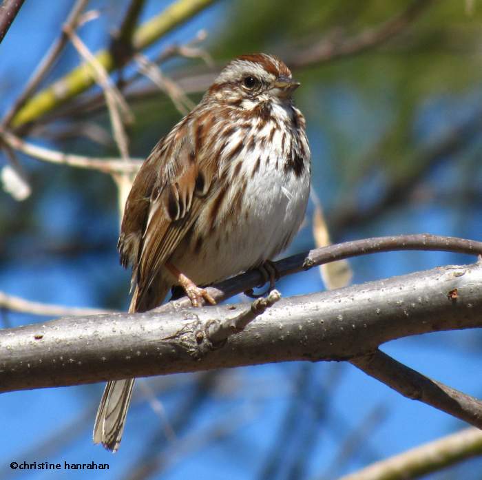 Song sparrow