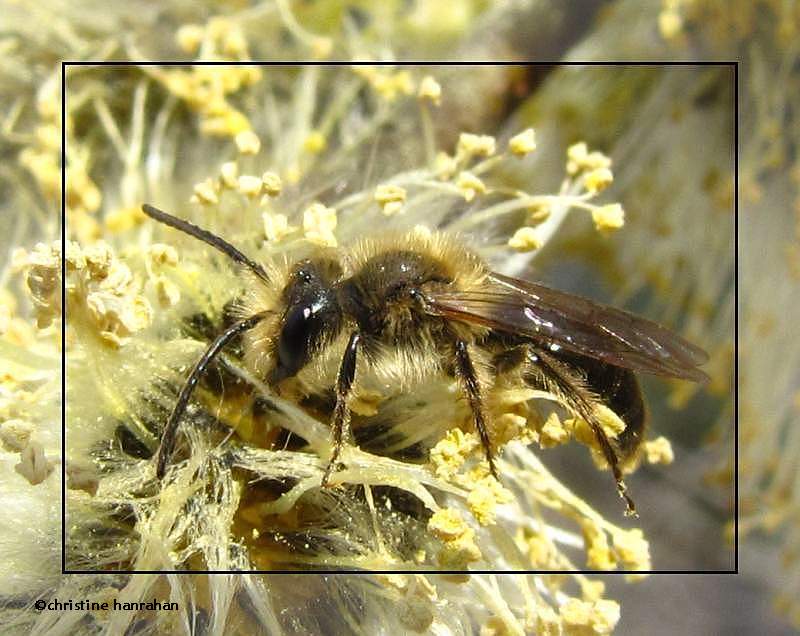 Andrenid bee on willow