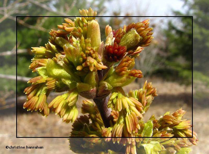 Manitoba maple flowers