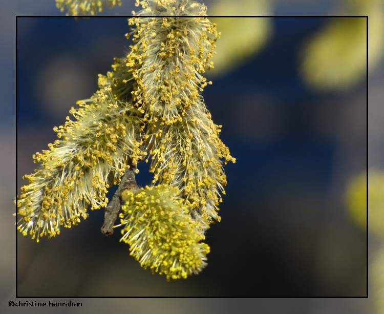 Willow catkins