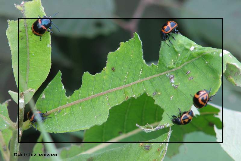 Milkweed leaf beetles (<em>Labidomera clivicollis</em>)