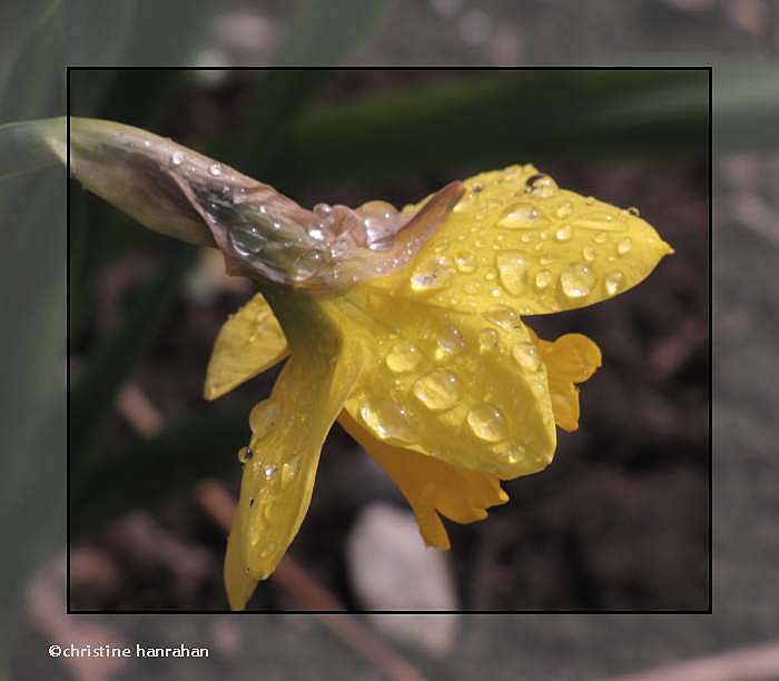 Daffodil