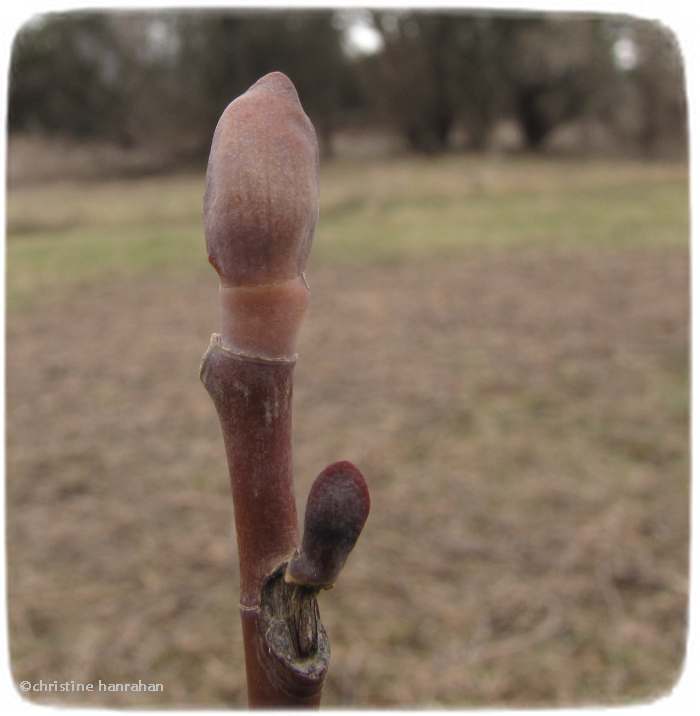 Tulip tree (Liriodendron tulipifera)