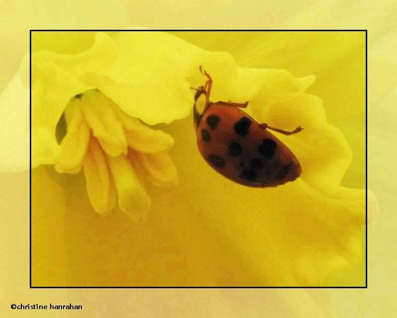 Asian ladybeetle (Harmonia  axyridis) on daffodil