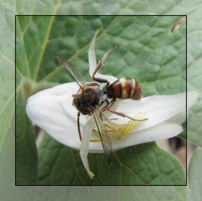 Nomada bee caught by crab spider