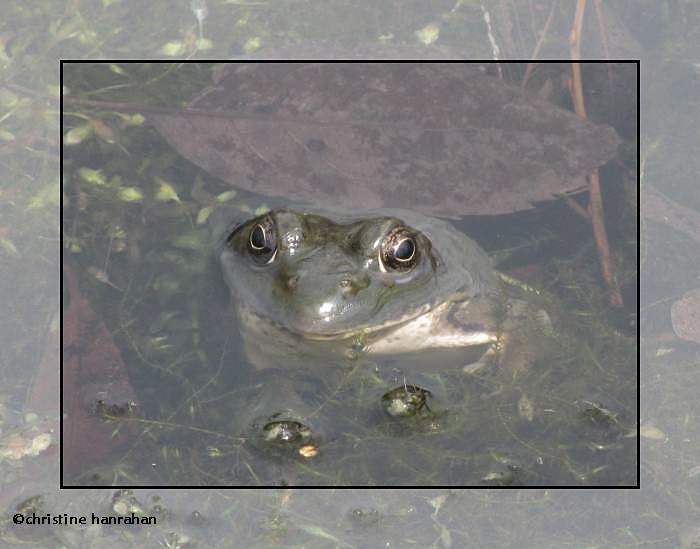 Green frog (Rana clamitans)