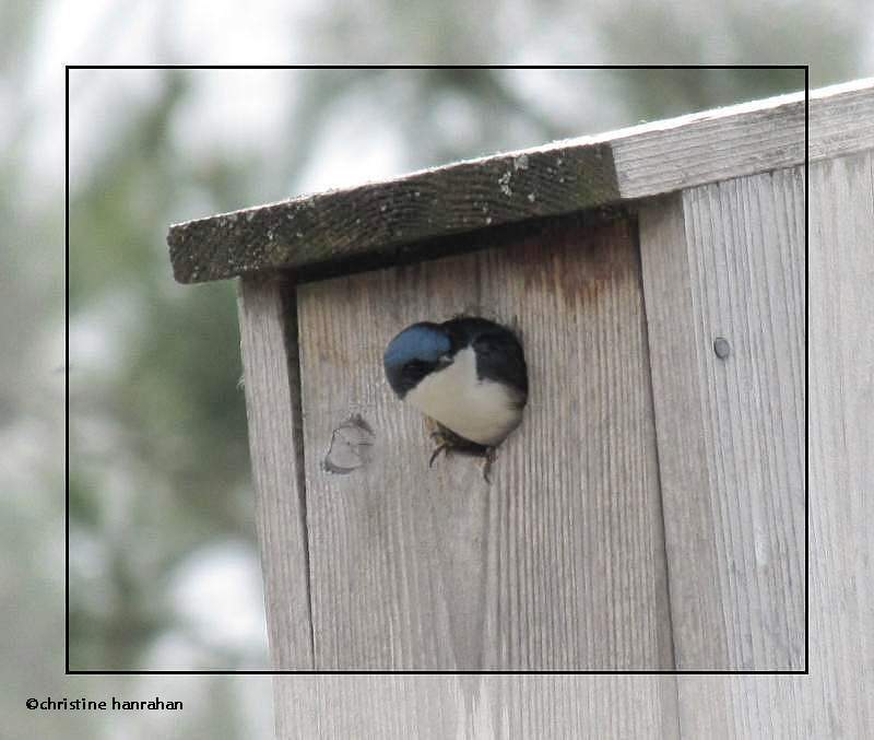 Tree swallow