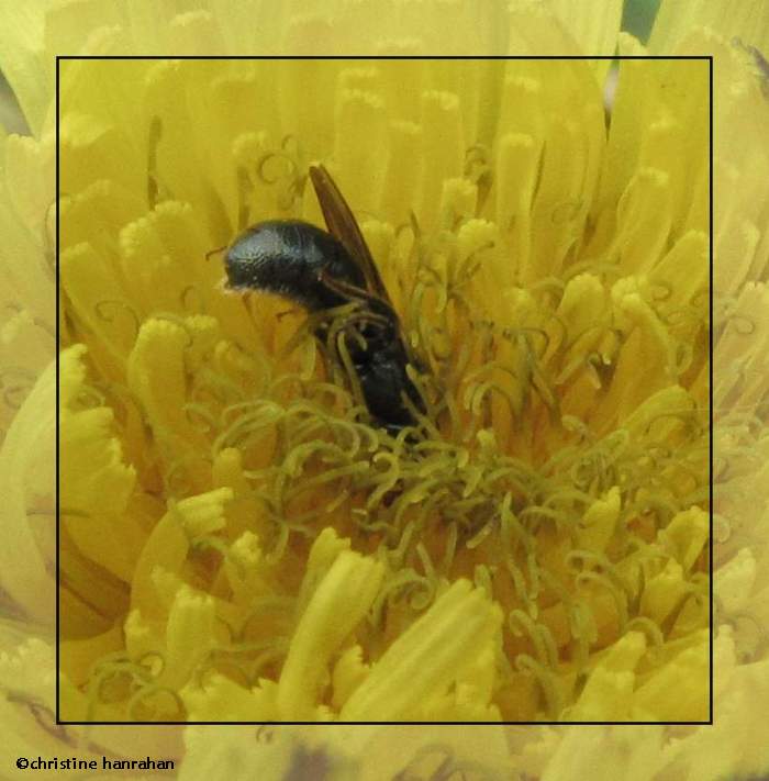 Sweat bee (Halictid) on dandelion