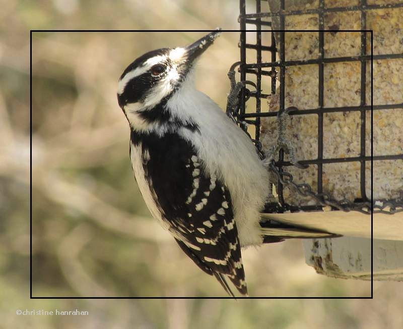 Hairy woodpecker, female