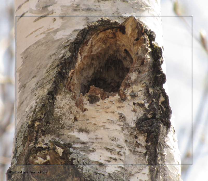 Black-capped chickadee nest cavity