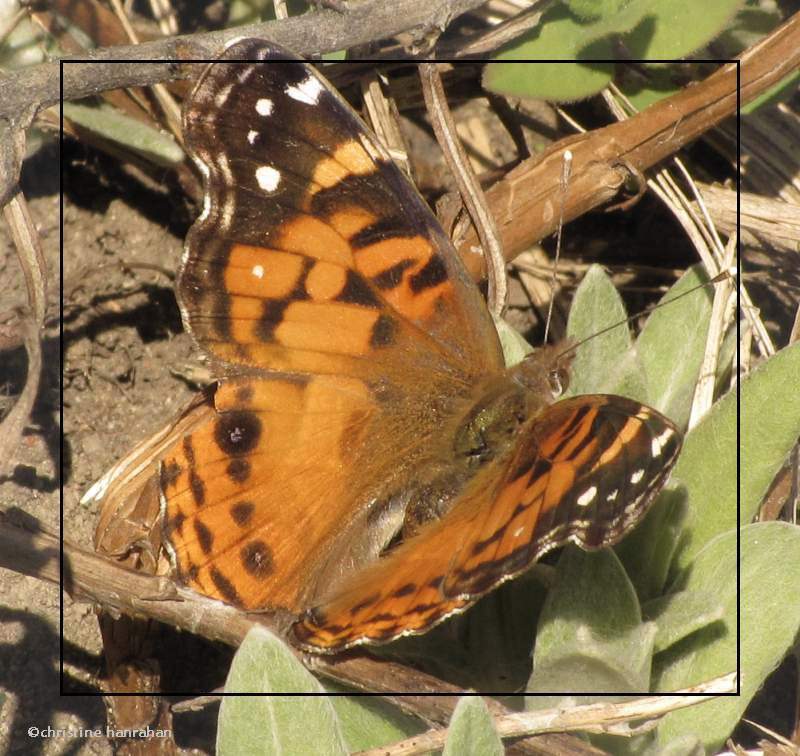 American lady (Vanessa virginiensis)