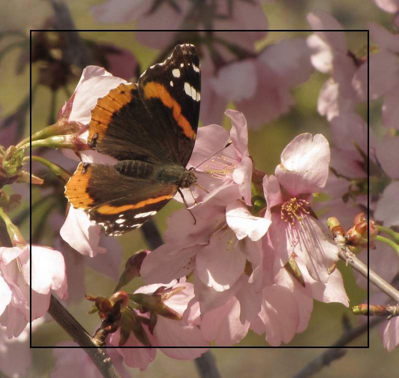 Red admiral (Vanessa atalanta) on cherry blossoms