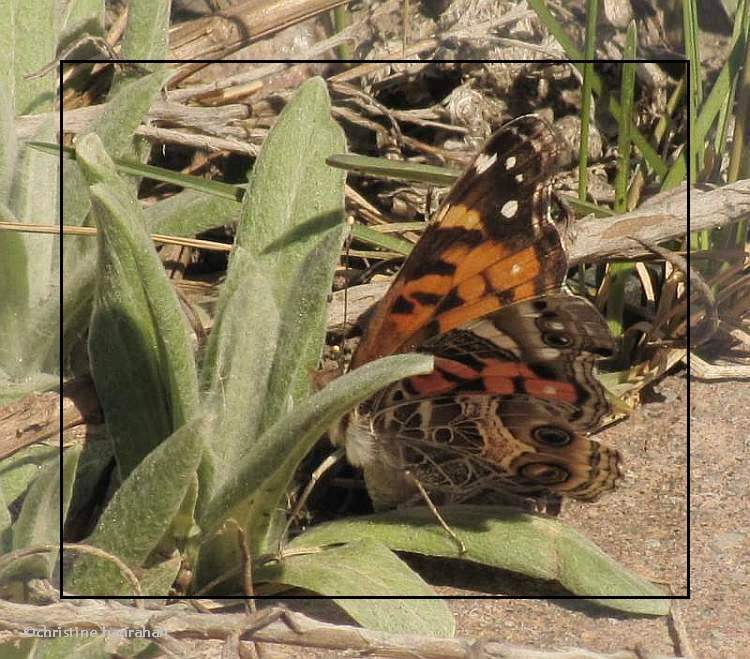 American lady (Vanessa virginiensis)