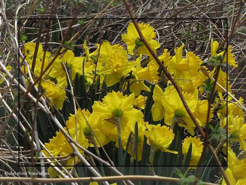 Daffodils