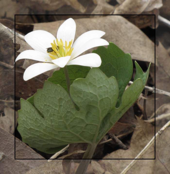 Bloodroot (Sanguinaria canadensis) with sweat bee