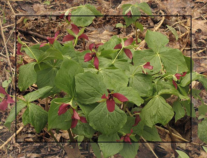 Red trillium (Trillium erectum)