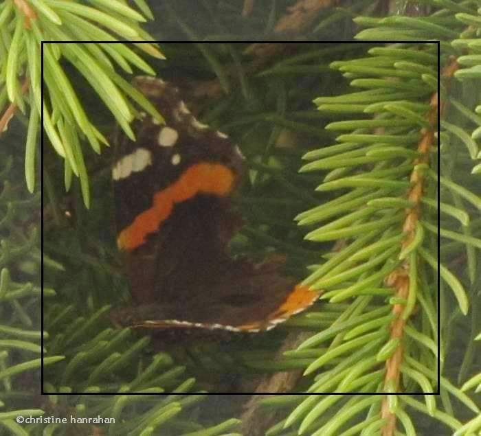 Red admiral (<em>Vanessa atalanta</em>) 