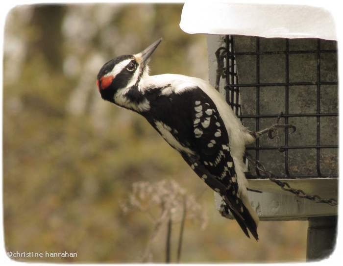 Hairy woodpecker, male