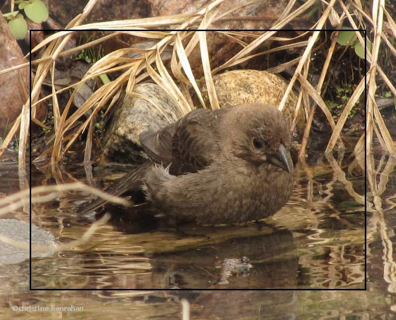 Brown-headed cowbird, female