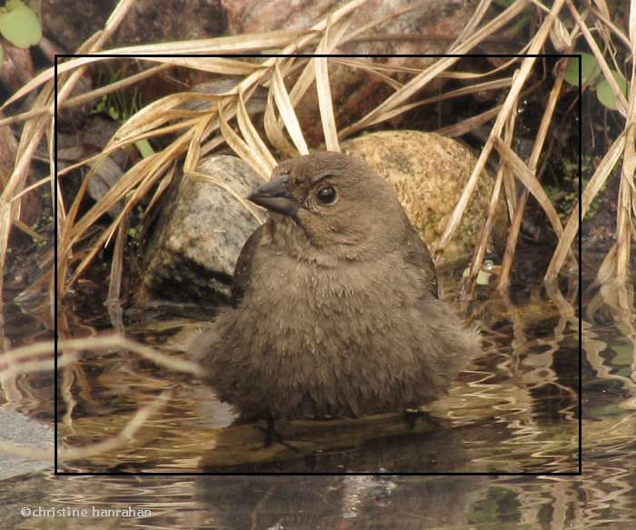 Brown-headed cowbird, female