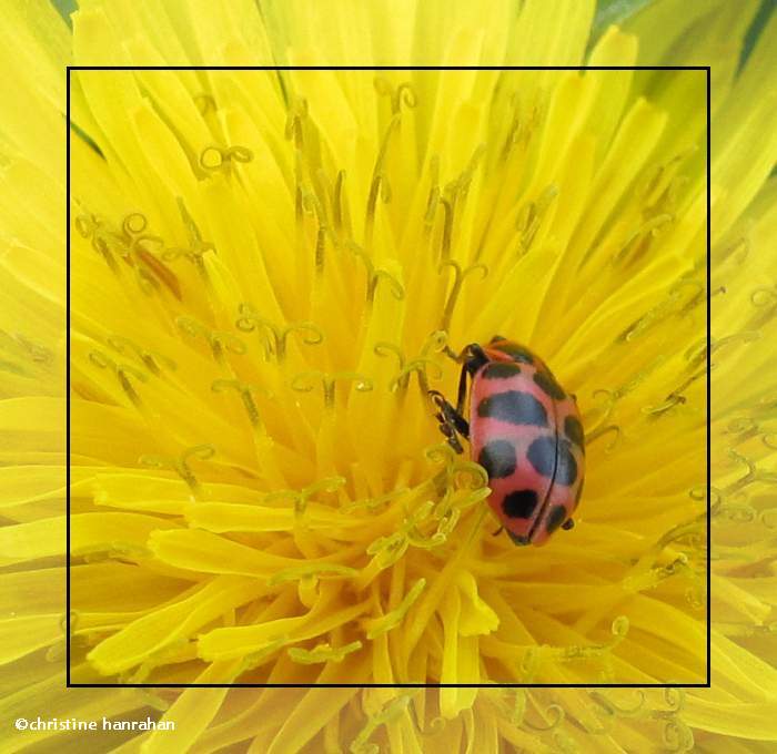 Spotted lady beetle (Coleomegilla maculata)