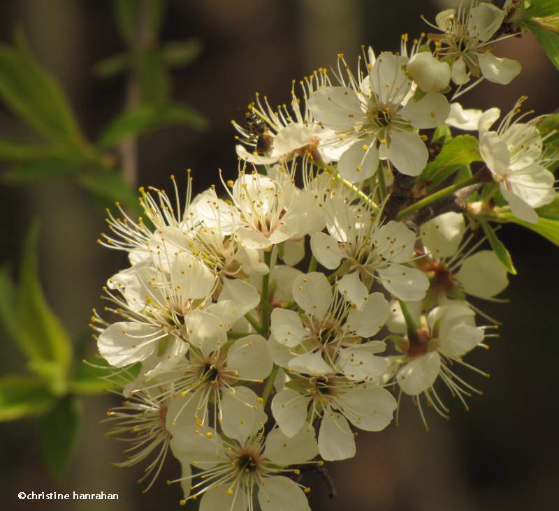 Wild plum