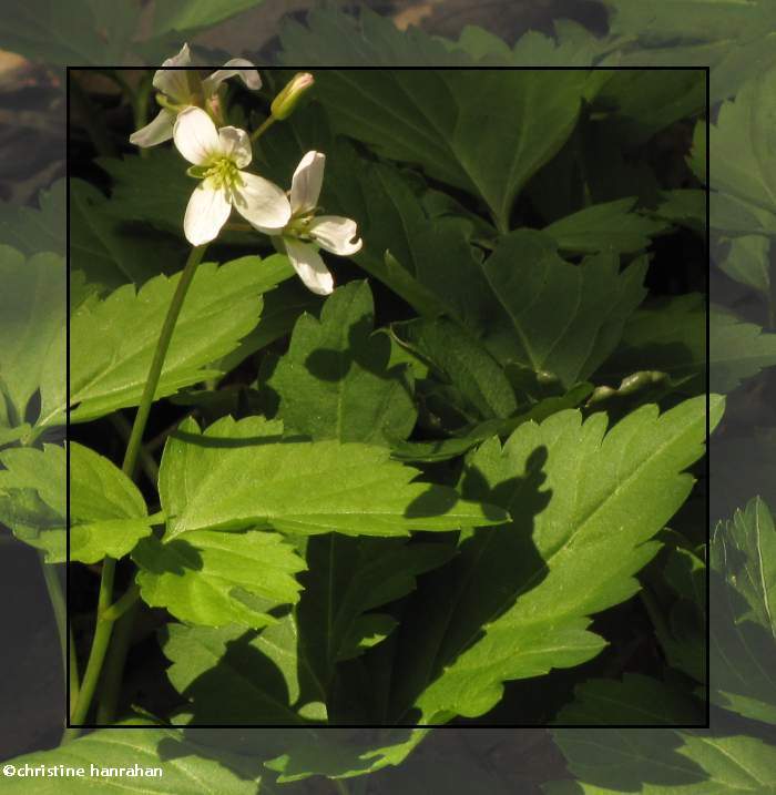 Toothwort (Cardamine diphylla)