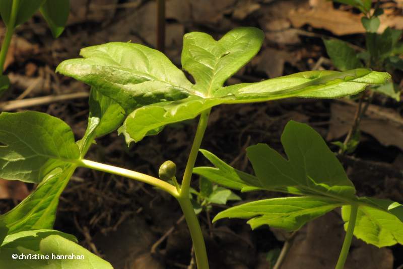 Mayapple  (Podophyllum peltatum)