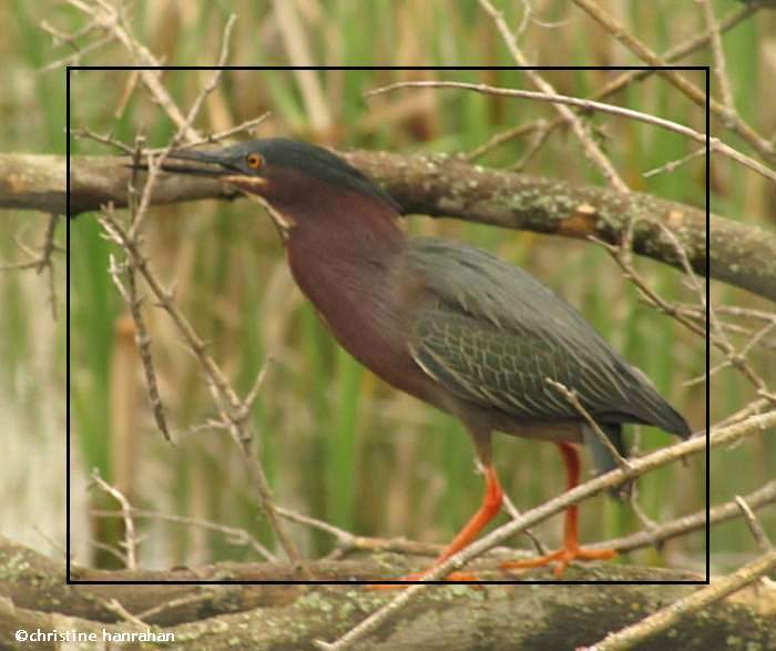 Green heron