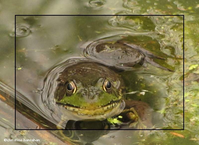 Green frog (Rana clamitans)