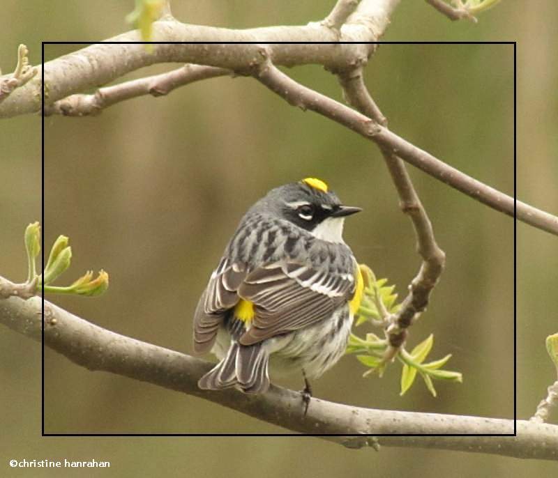 Yellow-rumped warbler