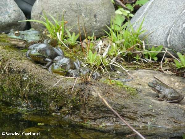 Green frogs (Rana clamitans)