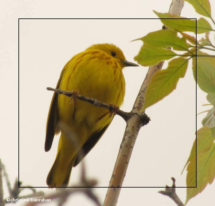 Yellow warbler
