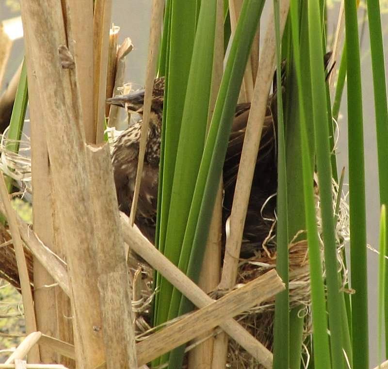 Red-winged blackbird nest-building 1